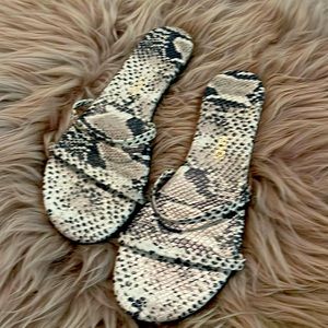 TKEES Gemma Exotic Sandsnake, Sz 8